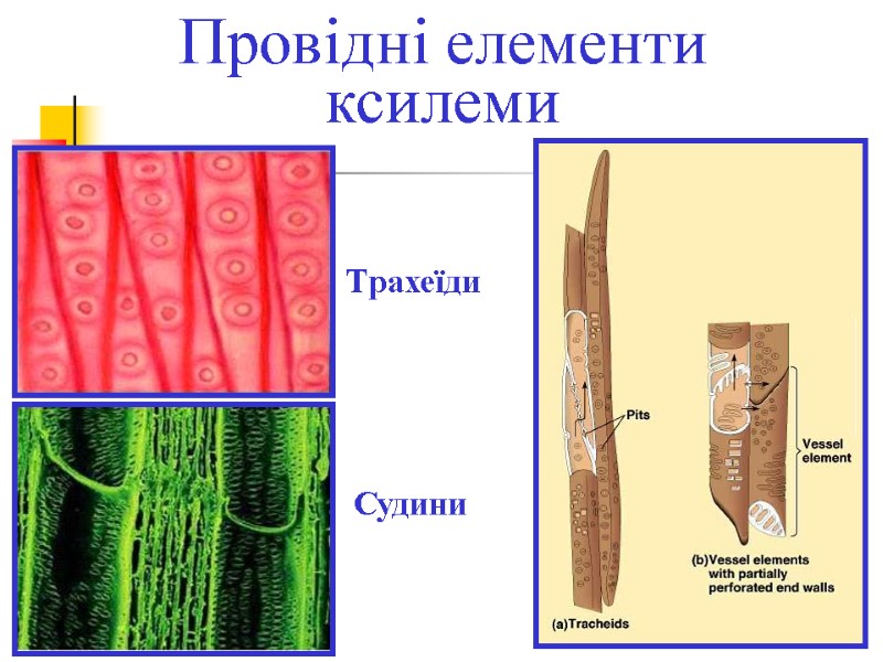Провідні елементи ксилеми Трахеїди Судини